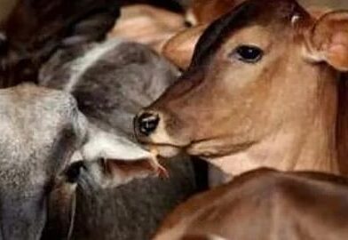 जनावराची कत्तल करण्यासाठी राजरोजपणे वाहतूक! प्रशासनाचे दुर्लक्ष;