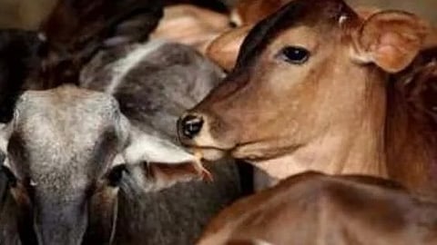 जनावराची कत्तल करण्यासाठी राजरोजपणे वाहतूक! प्रशासनाचे दुर्लक्ष;