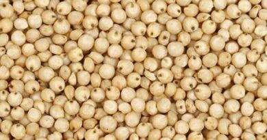 उपबाजार भिगवणमध्ये नविन ज्वारी प्रति क्विंटल रु. 6,101/- उच्चांकी दराने विक्री- सभापती . तुषार जाधव