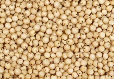 उपबाजार भिगवणमध्ये नविन ज्वारी प्रति क्विंटल रु. 6,101/- उच्चांकी दराने विक्री- सभापती . तुषार जाधव