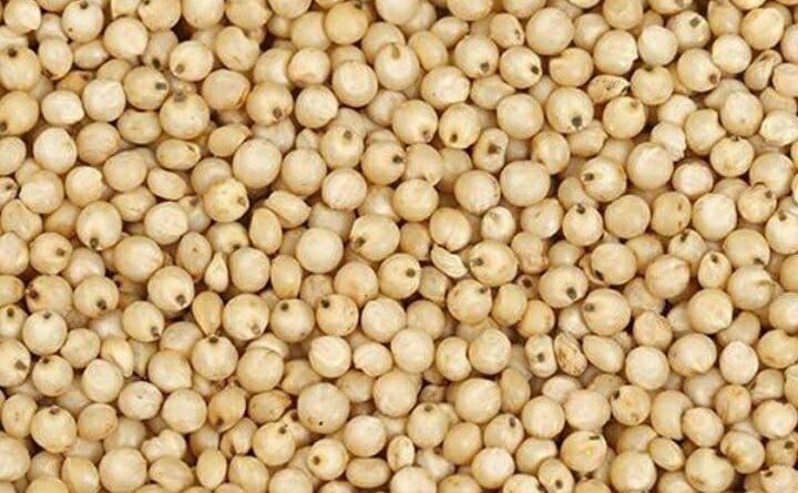 उपबाजार भिगवणमध्ये नविन ज्वारी प्रति क्विंटल रु. 6,101/- उच्चांकी दराने विक्री- सभापती . तुषार जाधव